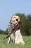 LABRADOR 475